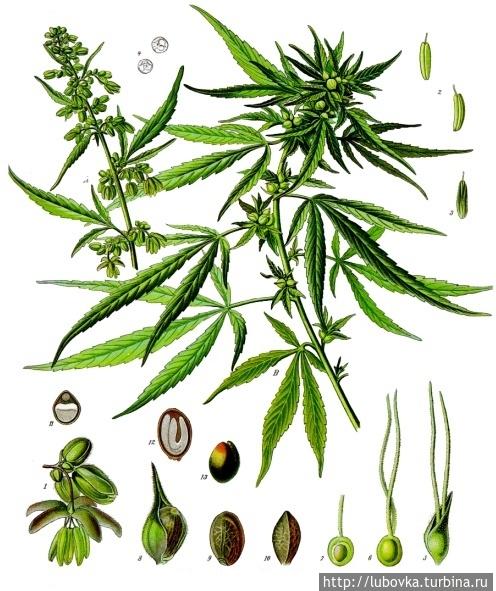 Конопля посевная (Cannabis sativa) Ботаническая иллюстрация из книги «Köhler’s Medizinal-Pflanzen», 1887