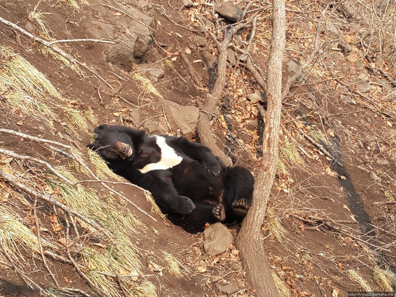 Гималайский медведь Чук спит не менее заразительно, чем кошачьи Шкотово, Россия