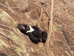 Гималайский медведь Чук спит не менее заразительно, чем кошачьи