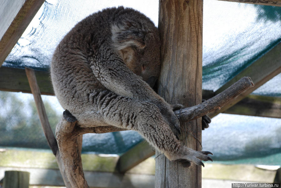 Коала всегда днем спит Штат Тасмания, Австралия