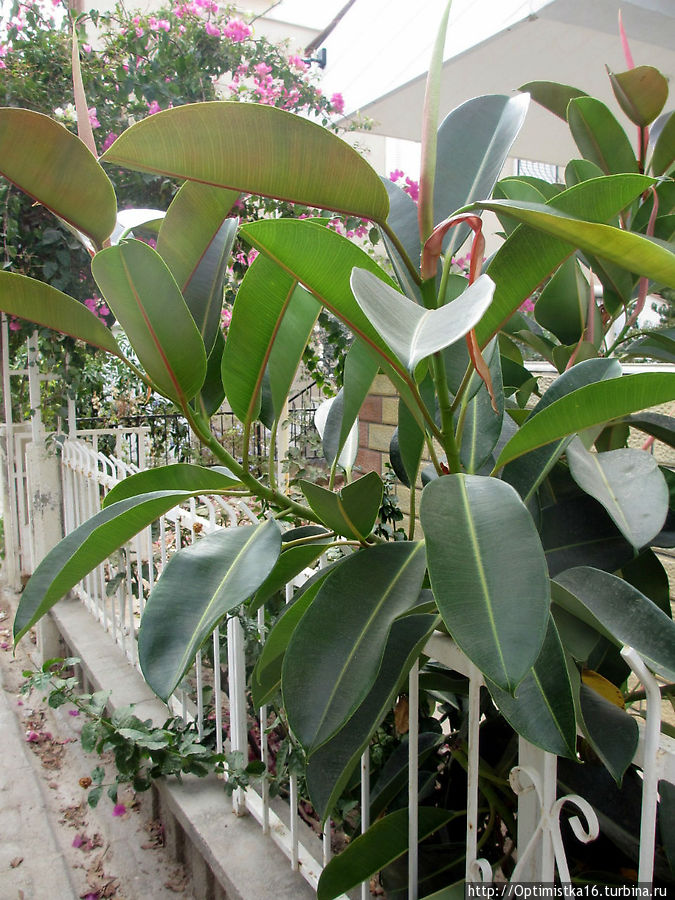 Прошёл год. И снова Дидим в октябре Дидим, Турция