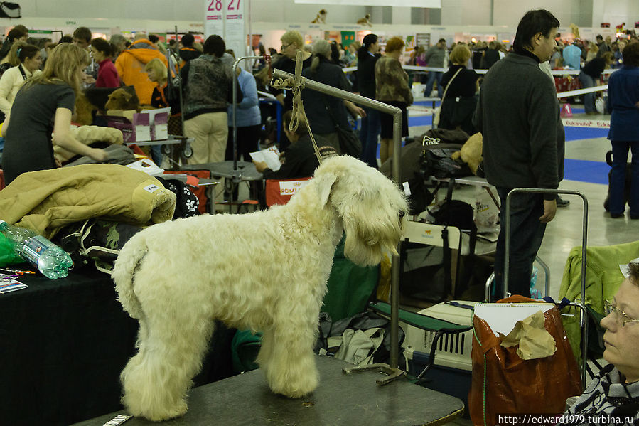 Выставка собак, Россия-2012 Москва, Россия