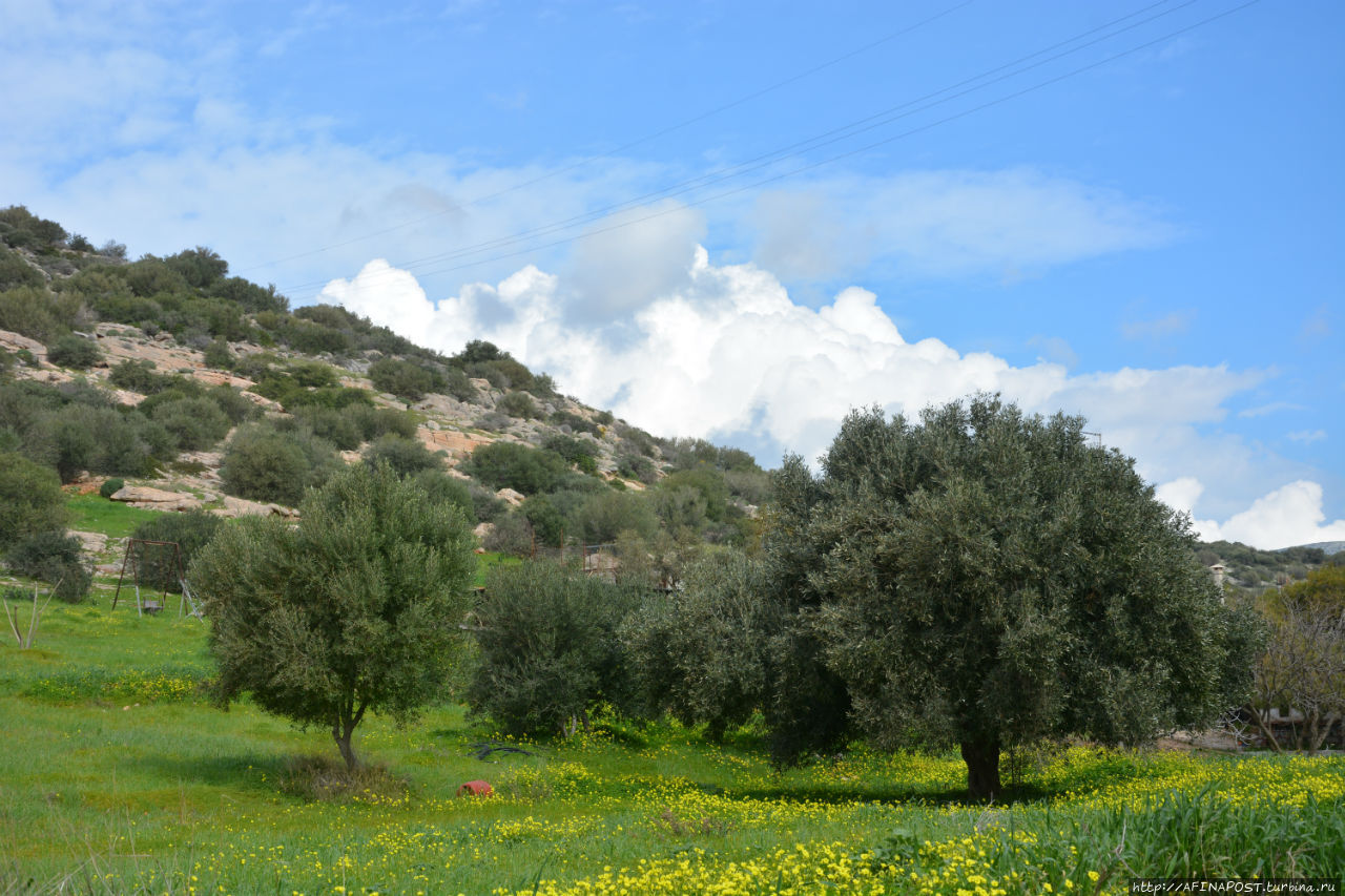 Весенний Лагонисси Аттика, Греция