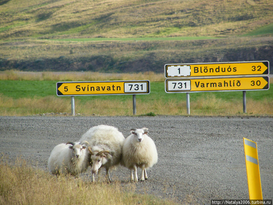 F-road только для 4х4 или для овец :-) Исландия