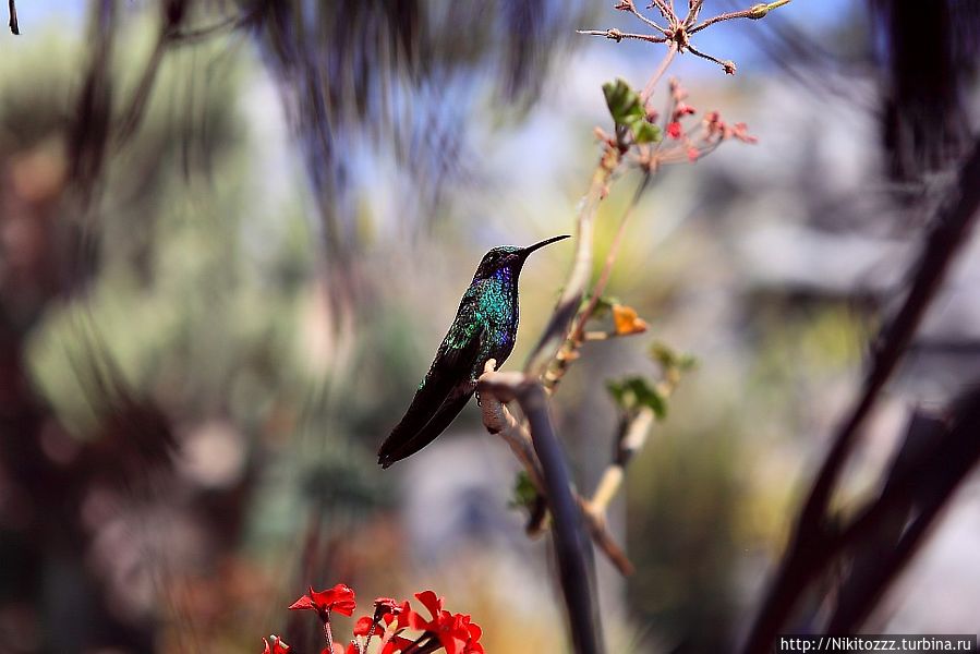 А это говорят редкость, что бы колибри сидела спокойно на ветке! Кито, Эквадор