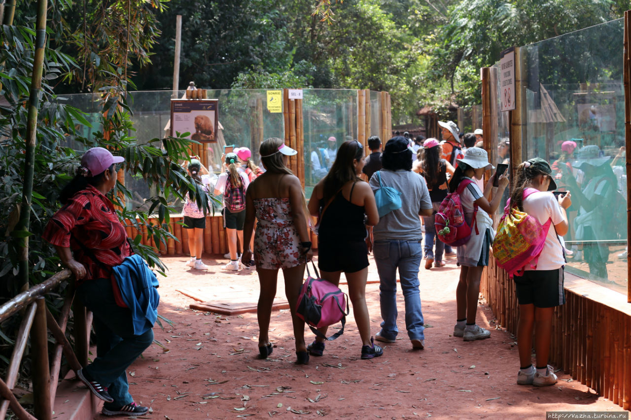 Зоопарк Лимы Лима, Перу