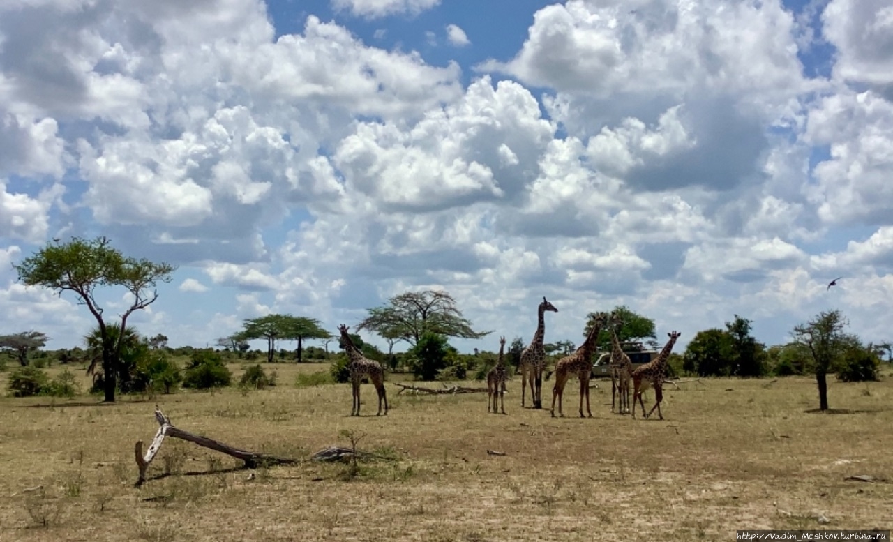 Сафари в Национальном парке Селус Заказник Селус, Танзания