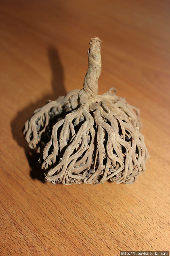 Иерихонская роза (Anastatica hierochuntica), распространённое растение в пустынях северной Африки (от Марокко до Египта) в Аравии, Сирии. Её можно встретить произрастающую в пустынях Израиля, лежащих между Иерусалимом и Мертвым морем. Шарм-Эль-Шейх, Египет