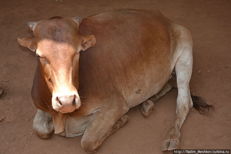 Священная корова Штат Гоа, Индия