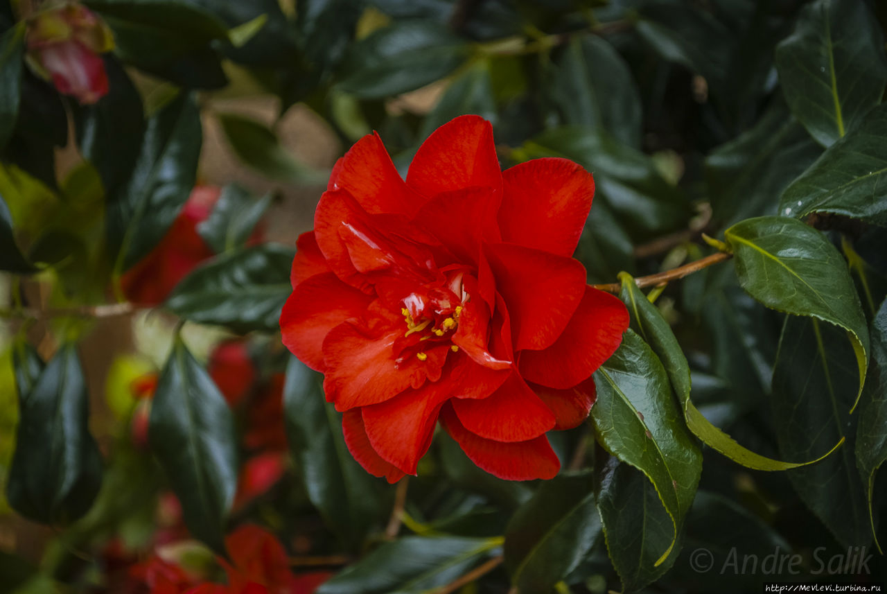 Выставка Джошуа Рейнольдса Лондон, Великобритания