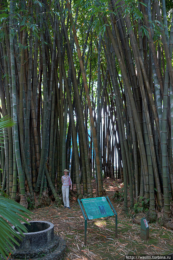 Заросли бамбука. Ява, Индонезия