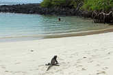 В конце пляжа есть небольшая тихая лужа, где зачем-то купалась одинокая девушка под одобрительный взгляд игуаны. удивительно, ведь буквально в десятке шагов шикарное место для купания — Playa Mansa, там и простор, и глубина