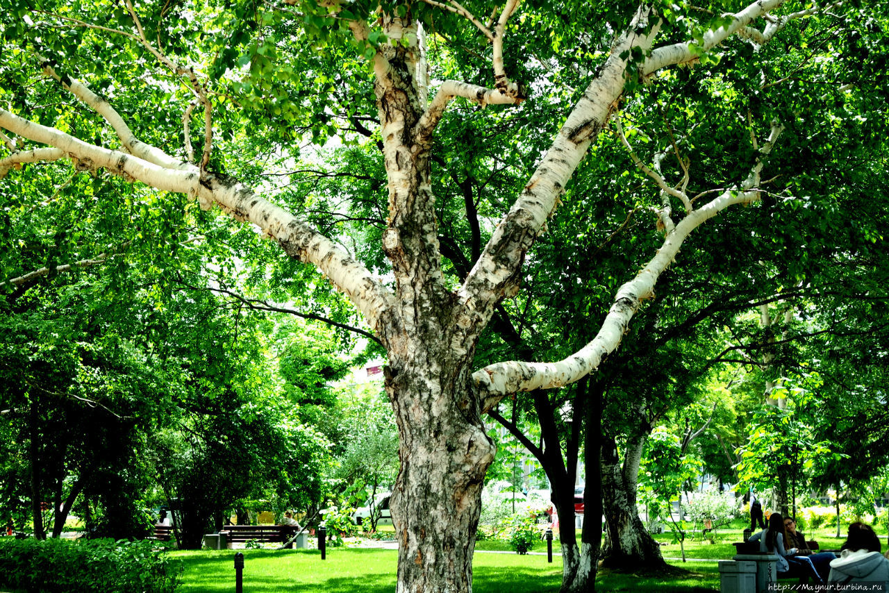 Сахалин  и  А. П.  Чехов... Южно-Сахалинск, Россия