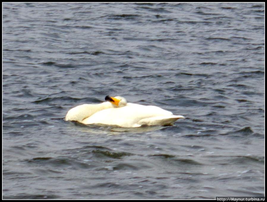 Пусть  летят  по  небу  лебеди... Южно-Сахалинск, Россия