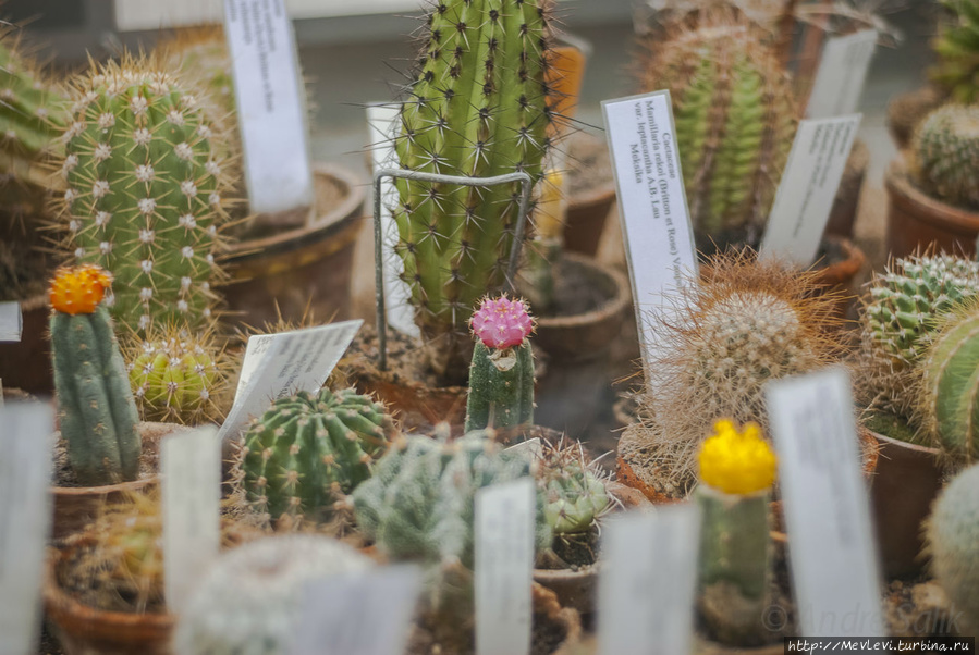 В Ботаническом саду Рига, Латвия