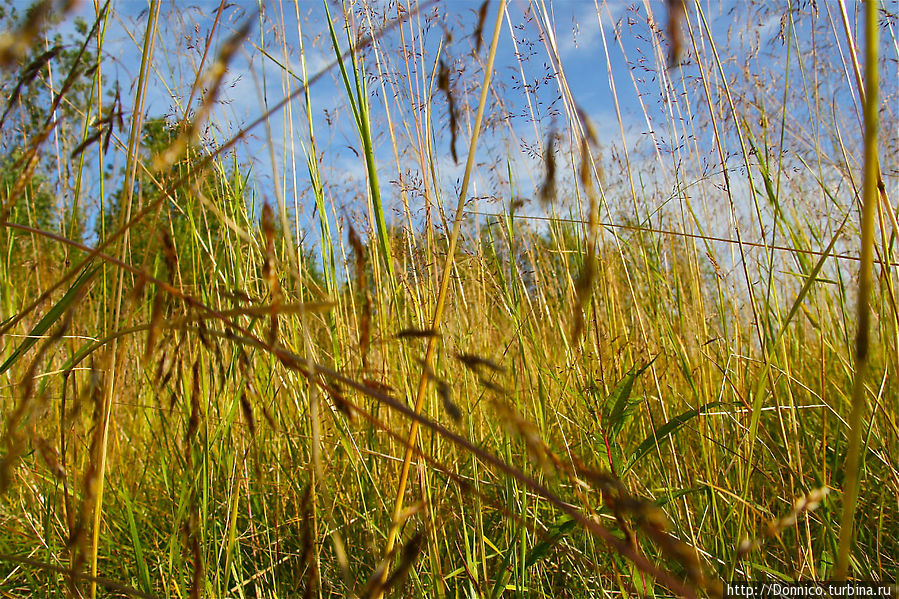 Сквозь шелест травы... (стихи) Мурманская область, Россия