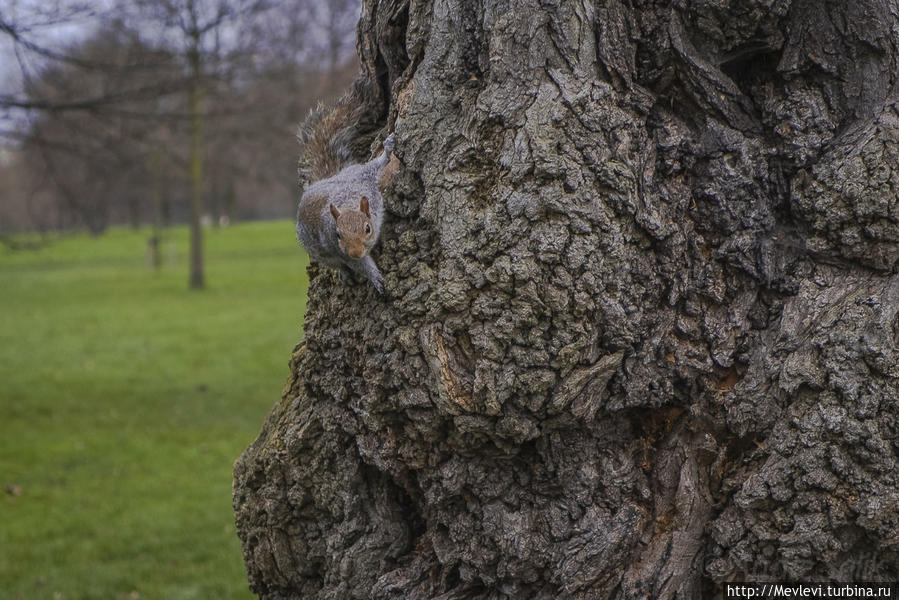 Обитатели Hyde Park Лондон, Великобритания