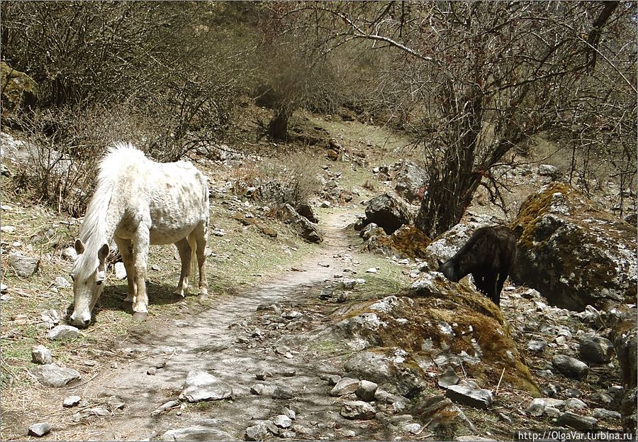 Когда-то в Непале существовал такой любопытный обряд. Государева коня отпускали на волю, и где он пройдет, та земля уже считалась собственностью короля. Правда, через год коня приносили в жертву. Лангтанг, Непал