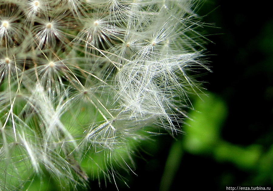 Дачная феерия