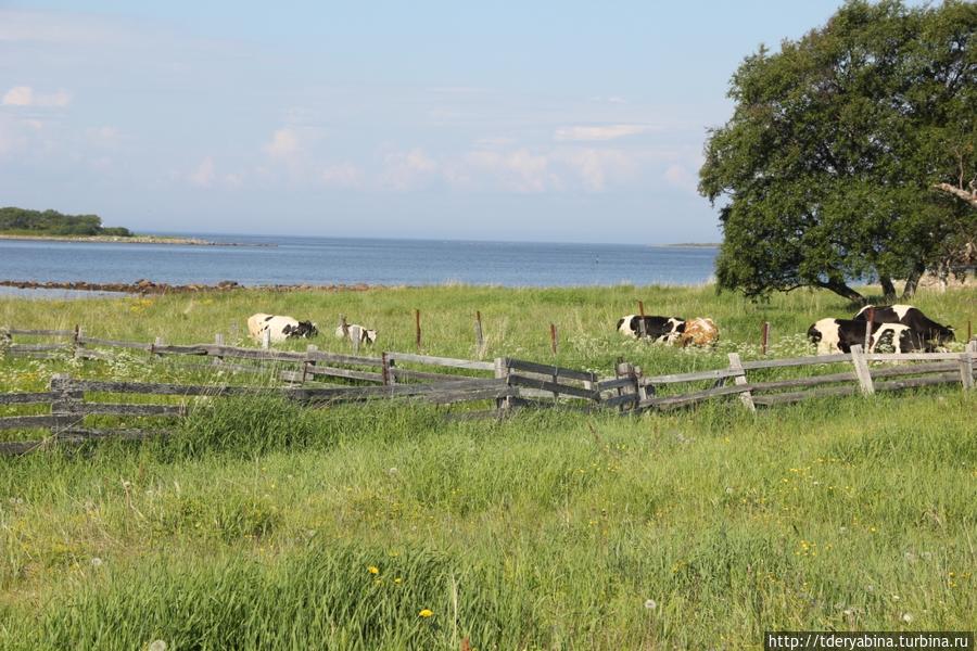 Коровы, которые вышли, как 33 богатыря, из моря Республика Карелия, Россия