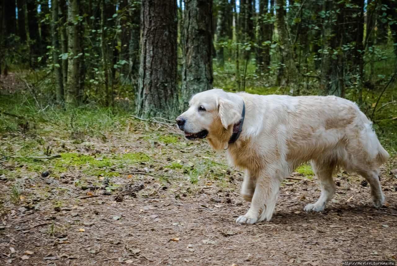 Остров Буллю Рига, Латвия