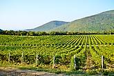 Виноградник, расположившийся на склонах гор, по дороге в село Дюрсо, что на берегу Черного моря.
