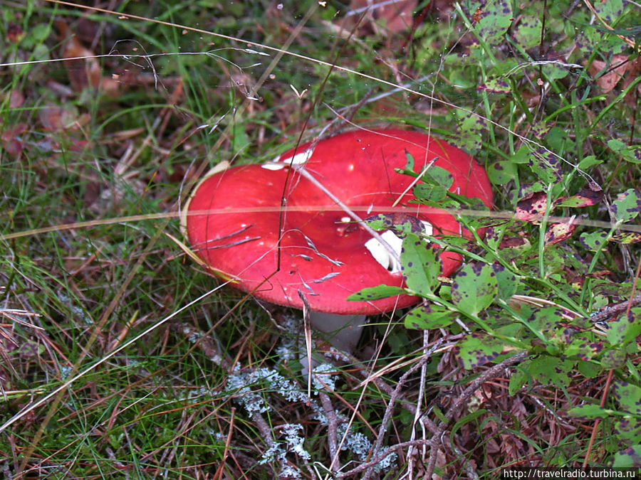 Микельторнис Латвия