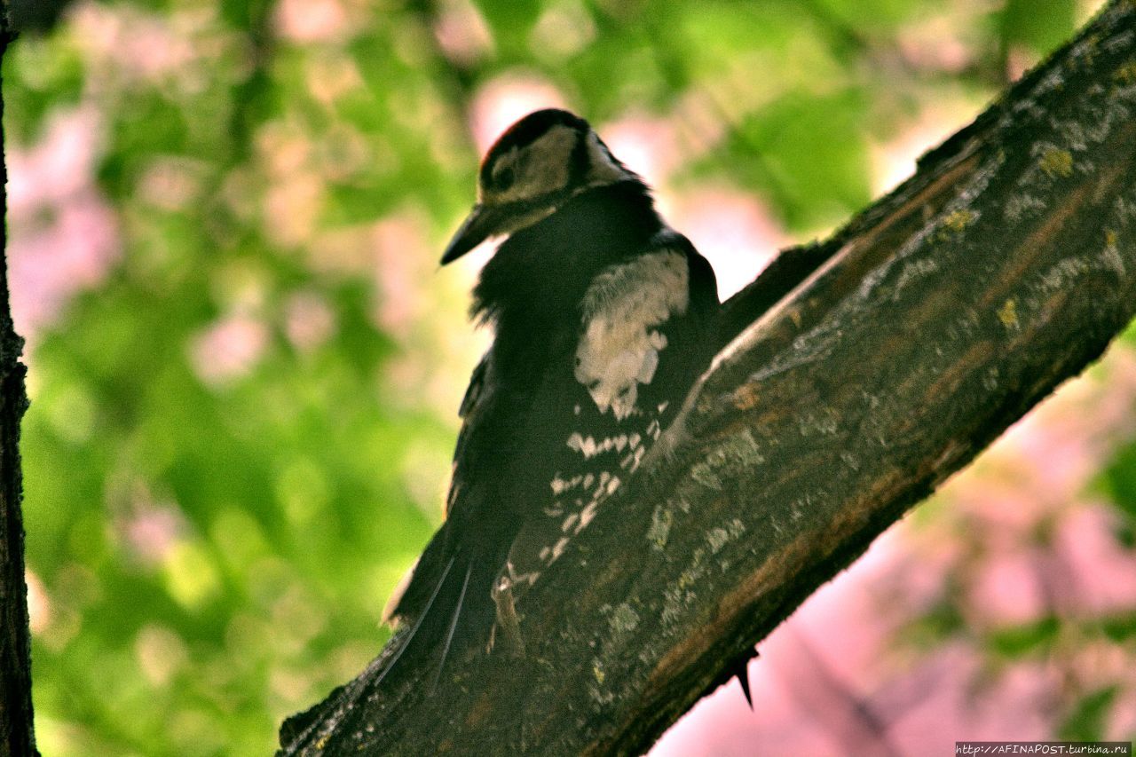 Дятел. Фиеста Москва и Московская область, Россия