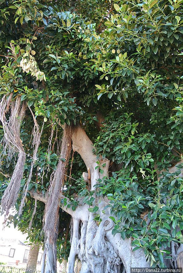 Шагающий фикус Икод-де-лос-Винос, остров Тенерифе, Испания
