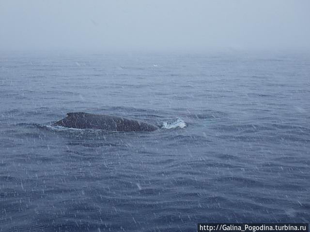 горбатые киты Антарктида