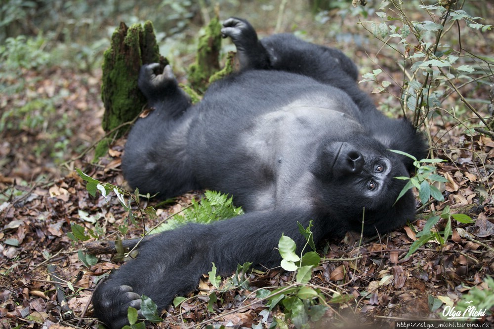 Уганда и Руанда: экспедиция к горным гориллам Уганда