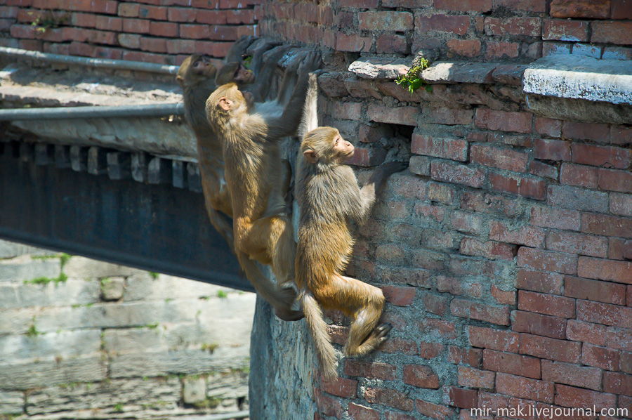 На остальной территории Пашупатинатха довольно тихо и уютно. И единственное, что может отвлекать от созерцания причудливых форм храмовых строений, так это вездесущие приматы. Катманду, Непал
