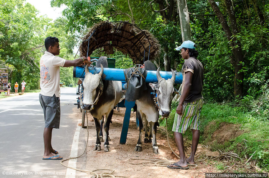 Шри-Ланка. Первые впечатления. Национальная деревня Шри-Ланка