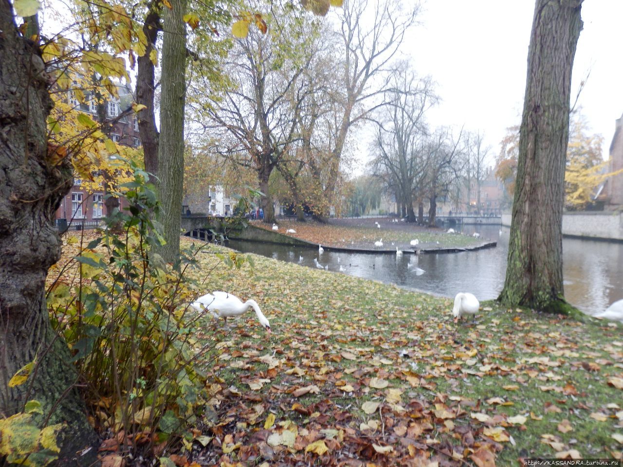 Романтичный Брюгге. Озеро Любви в парке Minnewater Брюгге, Бельгия