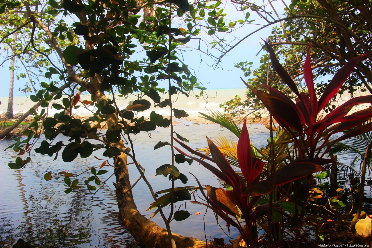 Паломино. Там, где река впадает в море Сьерра-Невада-де-Санта-Марта Национальный Парк, Колумбия