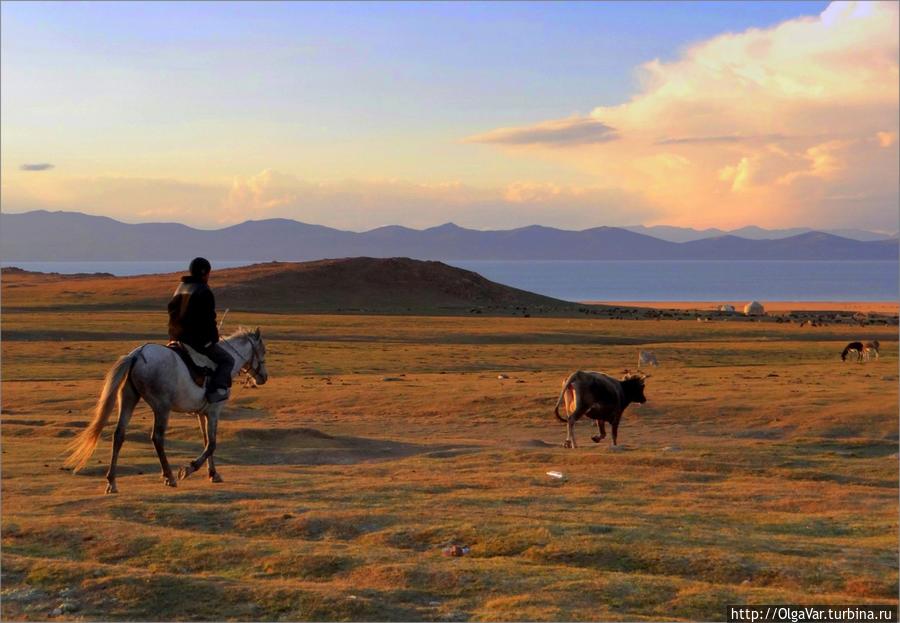 Чабан гонит отставшую корову домой. Ведь оставаться ночью на джайлоо небезопасно Озеро Сон-Куль, Киргизия