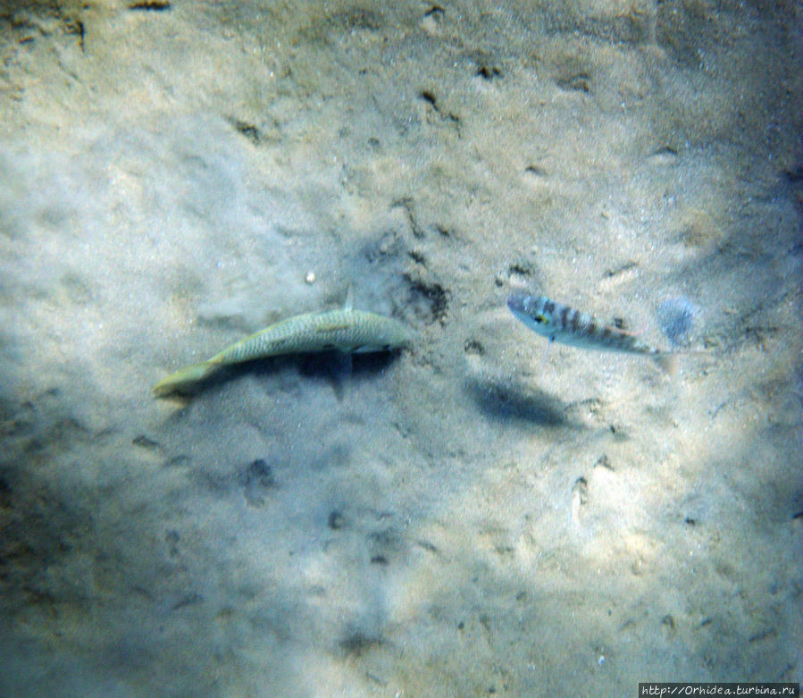 Рыбки! Рыбки под ногами Шарм-Эль-Шейх, Египет