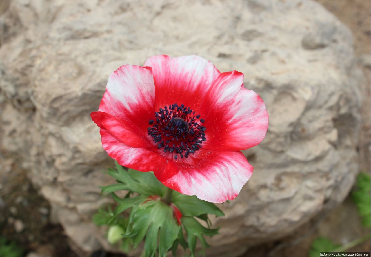 Анемона корончатая ( Anemone coronaria ) Эйн-Геди, Израиль