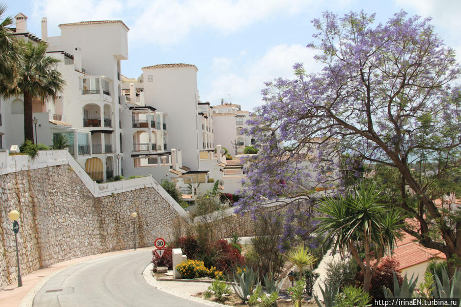 Жакаранда. Сиреневая весна Михас, Испания