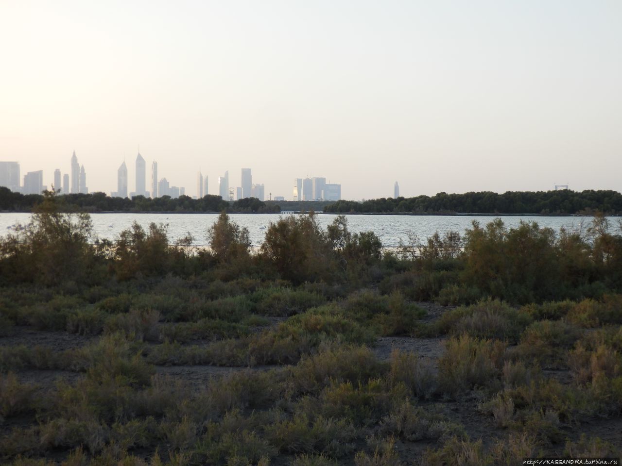 Дубай. Розовый фламинго в  Рас-аль-Хоре Дубай, ОАЭ