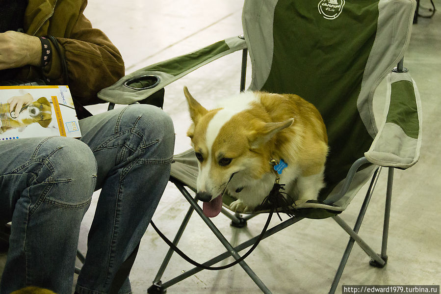 Выставка собак, Россия-2012 Москва, Россия