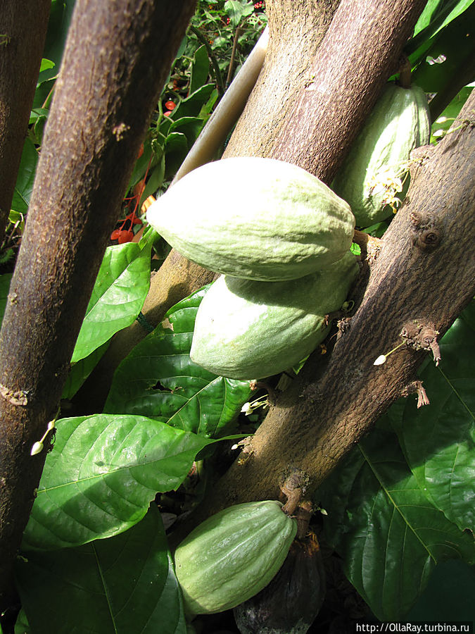 Плоды какао Йоэнсуу, Финляндия