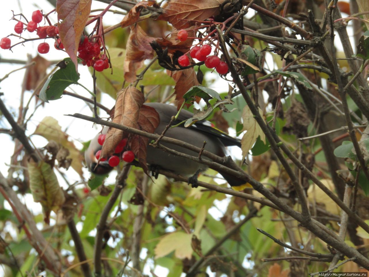 Прилетели свиристели. На калину сели. 