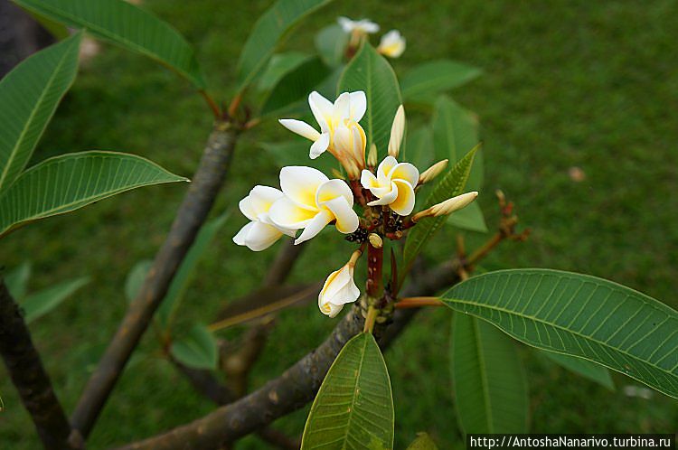 Озеро Киву Озеро Киву, Руанда