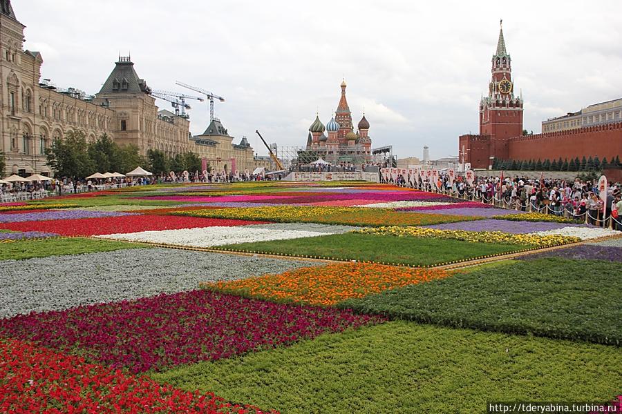 Благоухающий ковер Красной площади Москва, Россия