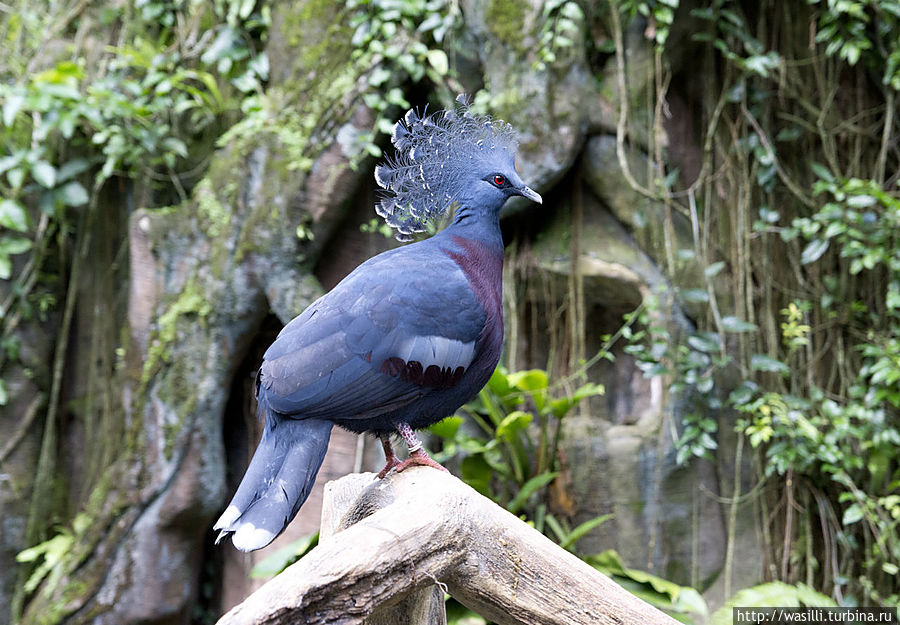 Птицы индонезии