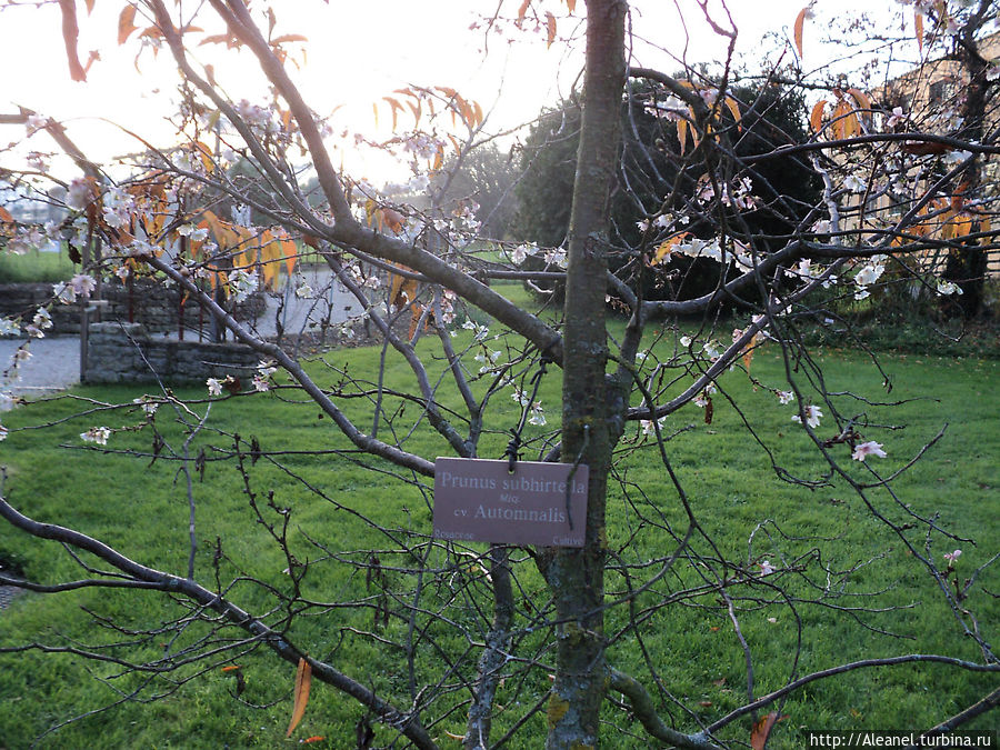 Цветущие деревья в конце ноября