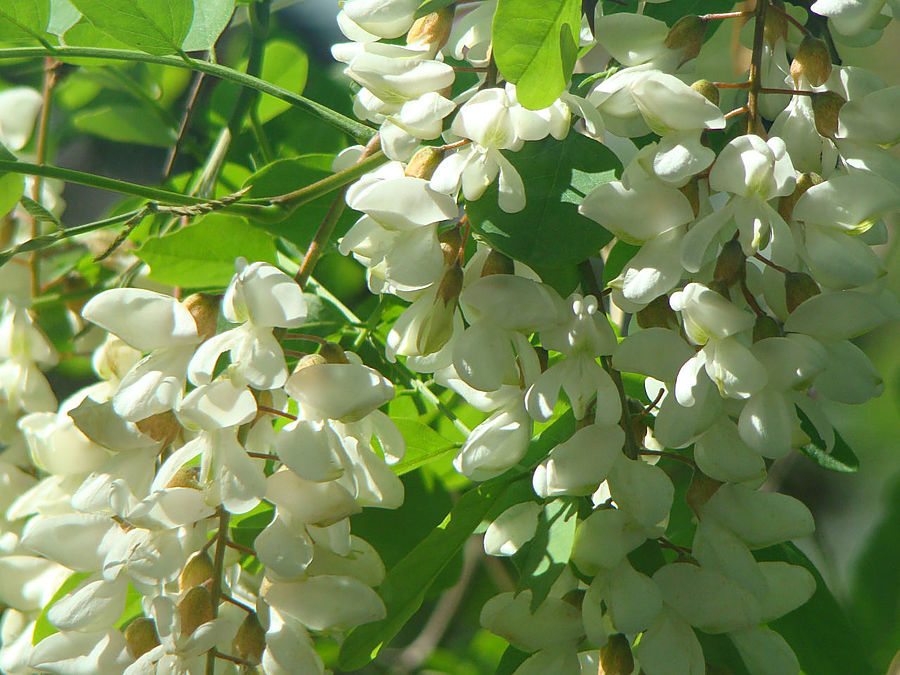 Моя сакура Москва, Россия