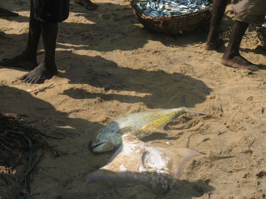 Особенности национальной рыбалки Шри-Ланка