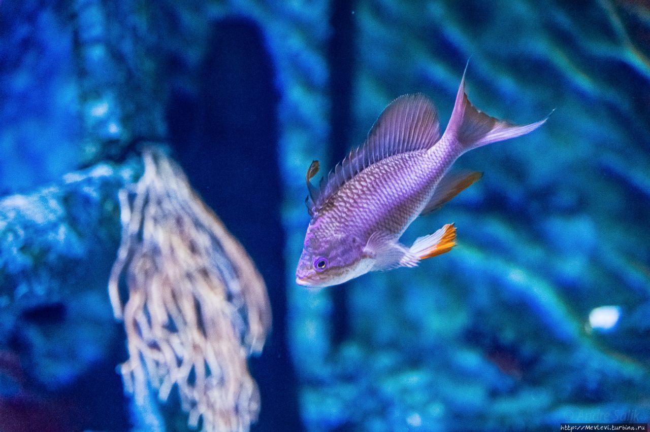 Миланский аквариум (Acquario Civico di Milano) Милан, Италия